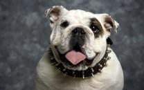 可爱狗狗图片 超级可爱的狗狗图片分享