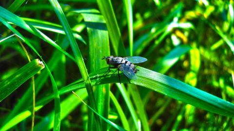 昆虫苍蝇图片