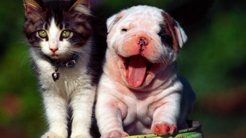 动物的友情与爱情图片