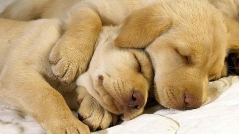 动物的友情与爱情图片