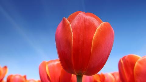 郁金香花语高清图片