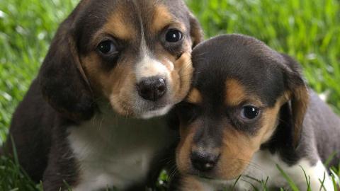 动物的友情与爱情图片