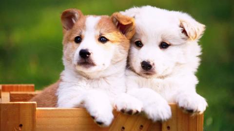 动物的友情与爱情图片