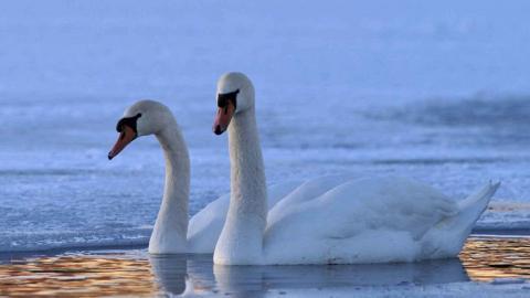 动物的友情与爱情图片