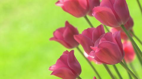 郁金香花语高清图片