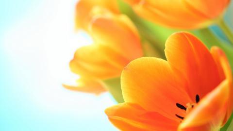 郁金香花语高清图片