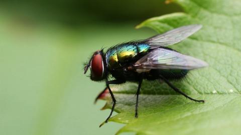 昆虫苍蝇图片