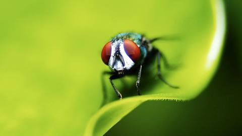 昆虫苍蝇图片