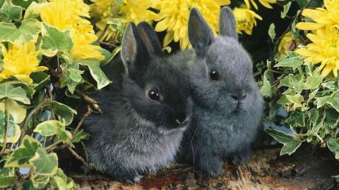 动物的友情与爱情图片