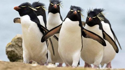 动物的友情与爱情图片