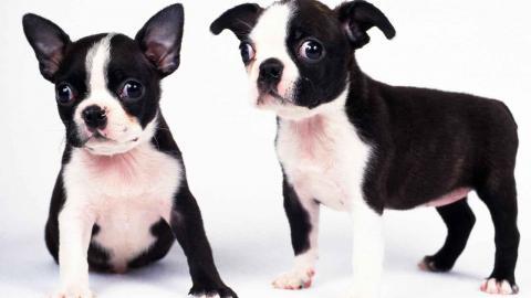 动物的友情与爱情图片