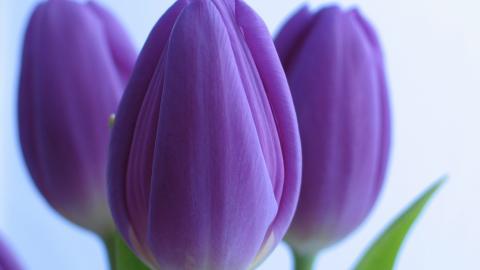 郁金香花语高清图片