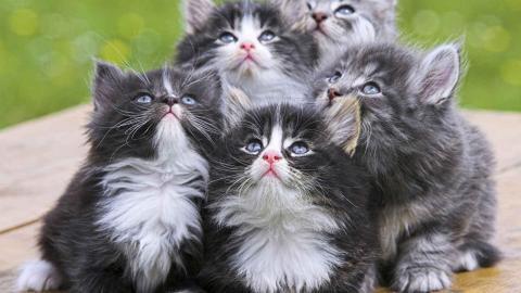 动物的友情与爱情图片