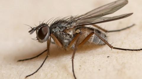 昆虫苍蝇图片