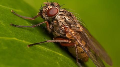 昆虫苍蝇图片