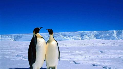 动物的友情与爱情图片