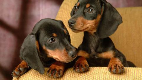 动物的友情与爱情图片