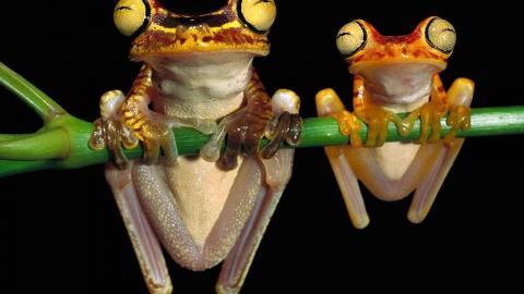 动物的友情与爱情图片