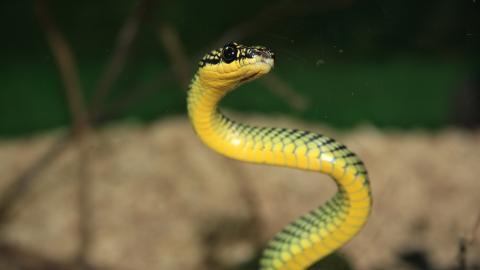 可怕的蛇类特写图片大全