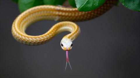 可怕的蛇类特写图片大全