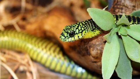 可怕的蛇类特写图片大全