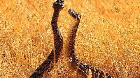 可怕的蛇类特写图片大全