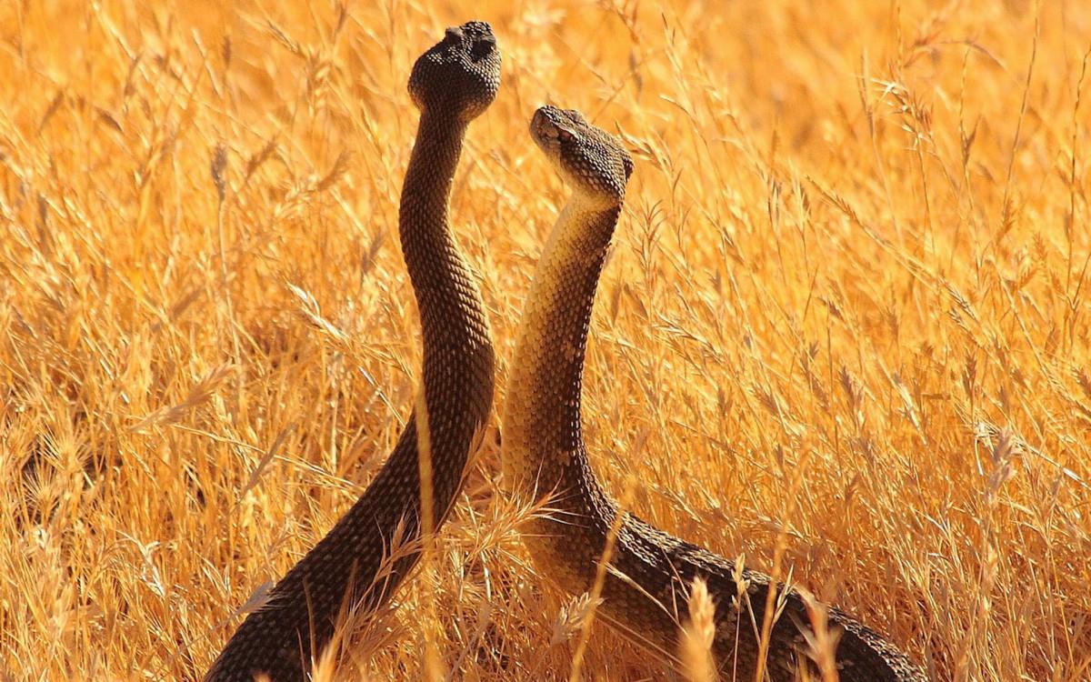 可怕的蛇类特写图片大全