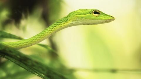 可怕的蛇类特写图片大全