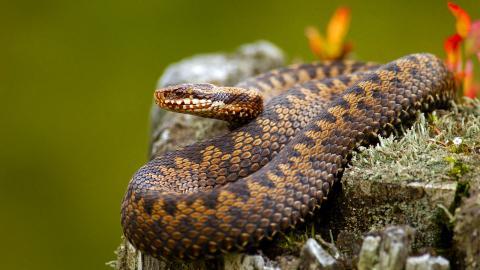 可怕的蛇类特写图片大全