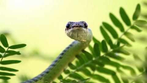 可怕的蛇类特写图片大全