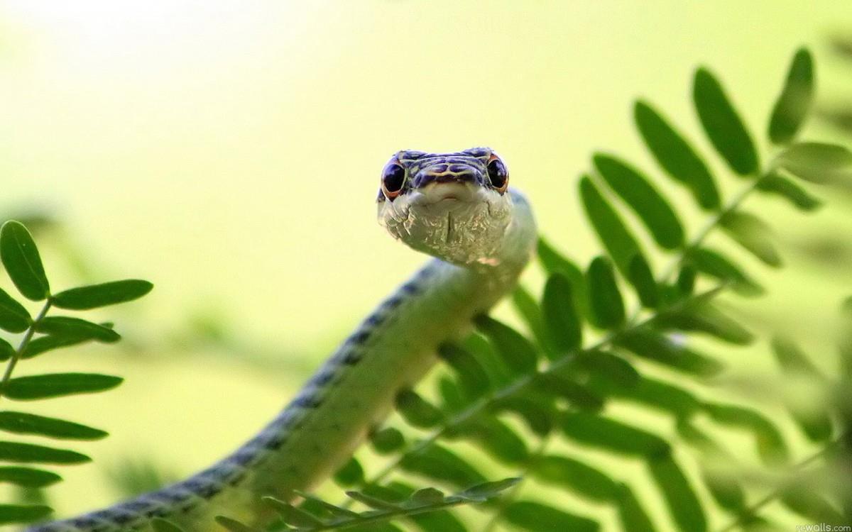 可怕的蛇类特写图片大全