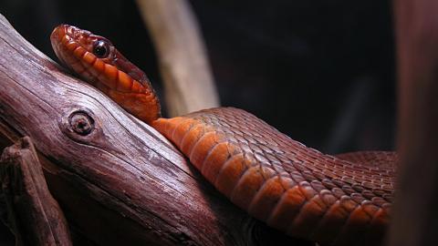 可怕的蛇类特写图片大全