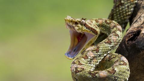 可怕的蛇类特写图片大全