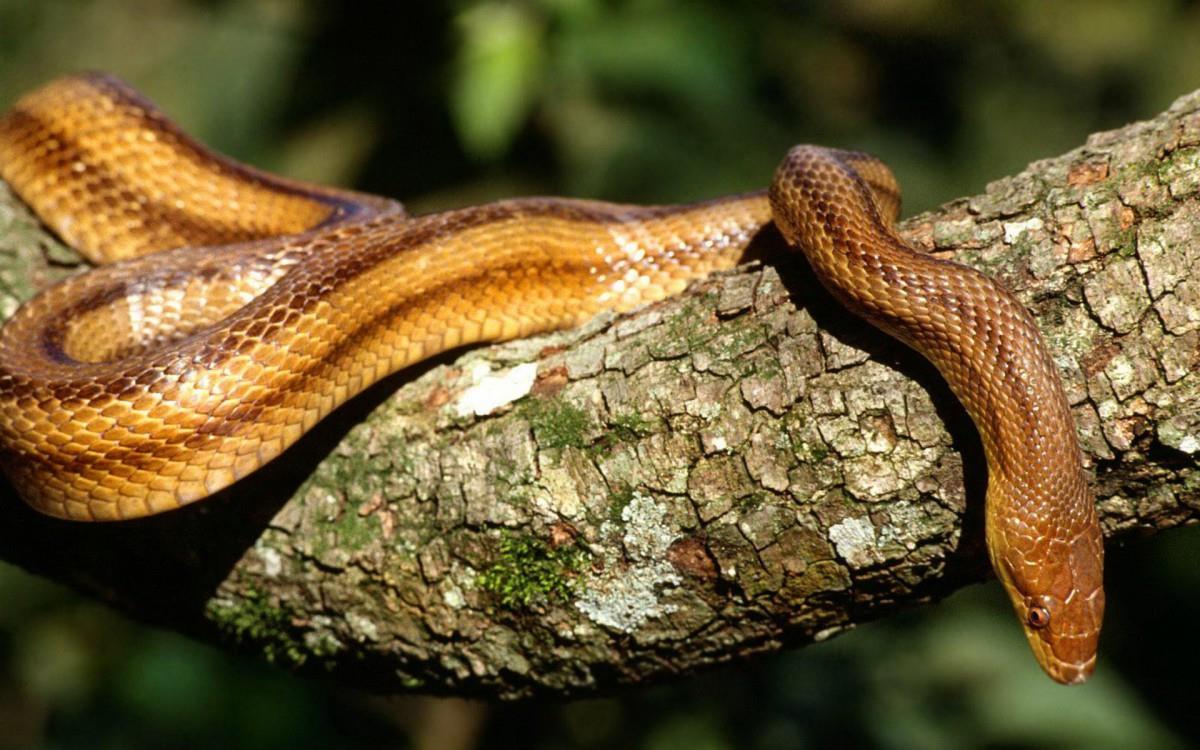 可怕的蛇类特写图片大全