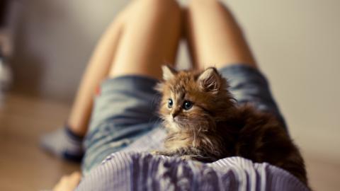 人与动物友好图片大全