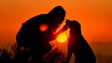 人与动物友好图片大全