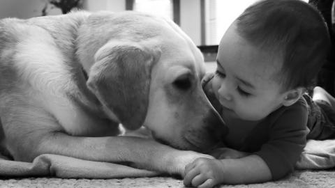 人与动物友好图片大全