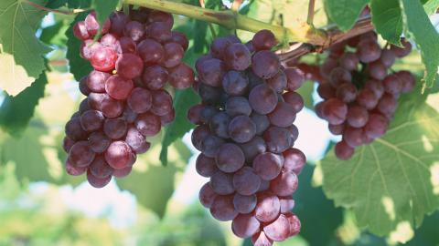 一串串可人的葡萄图片