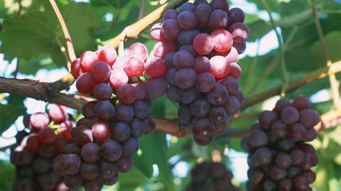 一串串可人的葡萄图片