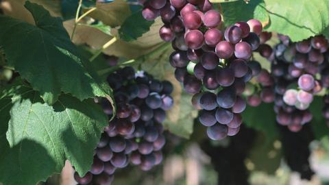 一串串可人的葡萄图片