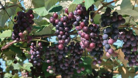 一串串可人的葡萄图片