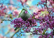 春天里可爱的小鸟图片