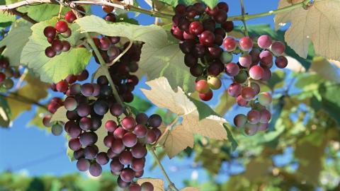 一串串可人的葡萄图片