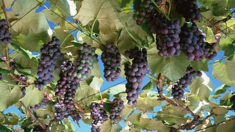 一串串可人的葡萄图片