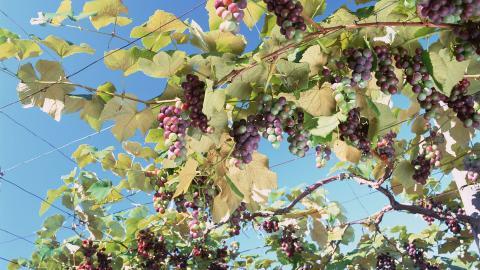 一串串可人的葡萄图片