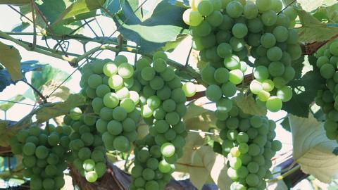 一串串可人的葡萄图片