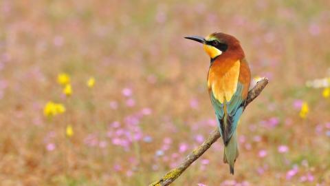 春天里可爱的小鸟图片