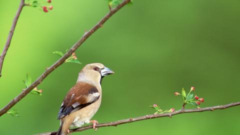 春天里可爱的小鸟图片