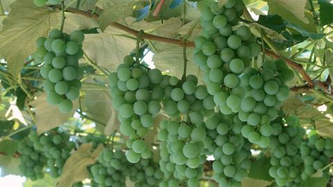 一串串可人的葡萄图片