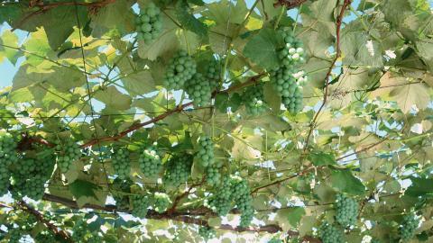 一串串可人的葡萄图片